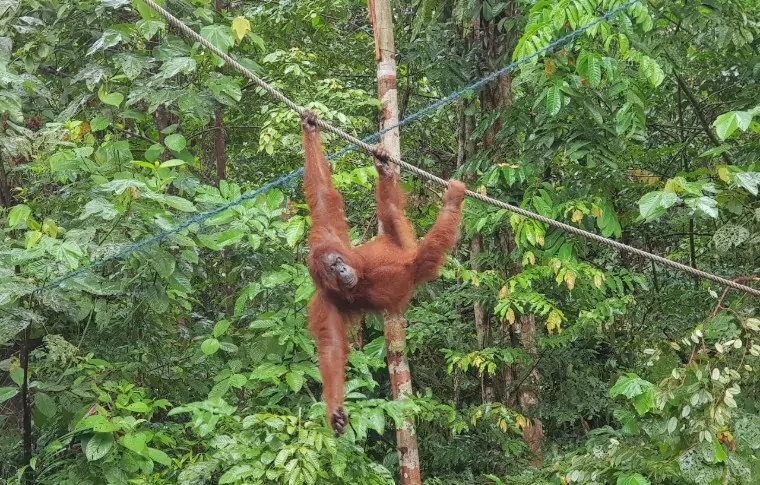5-Day or 8-Day Trek, Pedal, & Paddle the Sarawak Rainforest